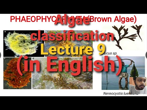 Algae Lecture 9 : ( classification of Algae) |