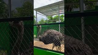 BURUNG UNTA VIRAL #banjarnegara #fypシ #burungunta #fyp