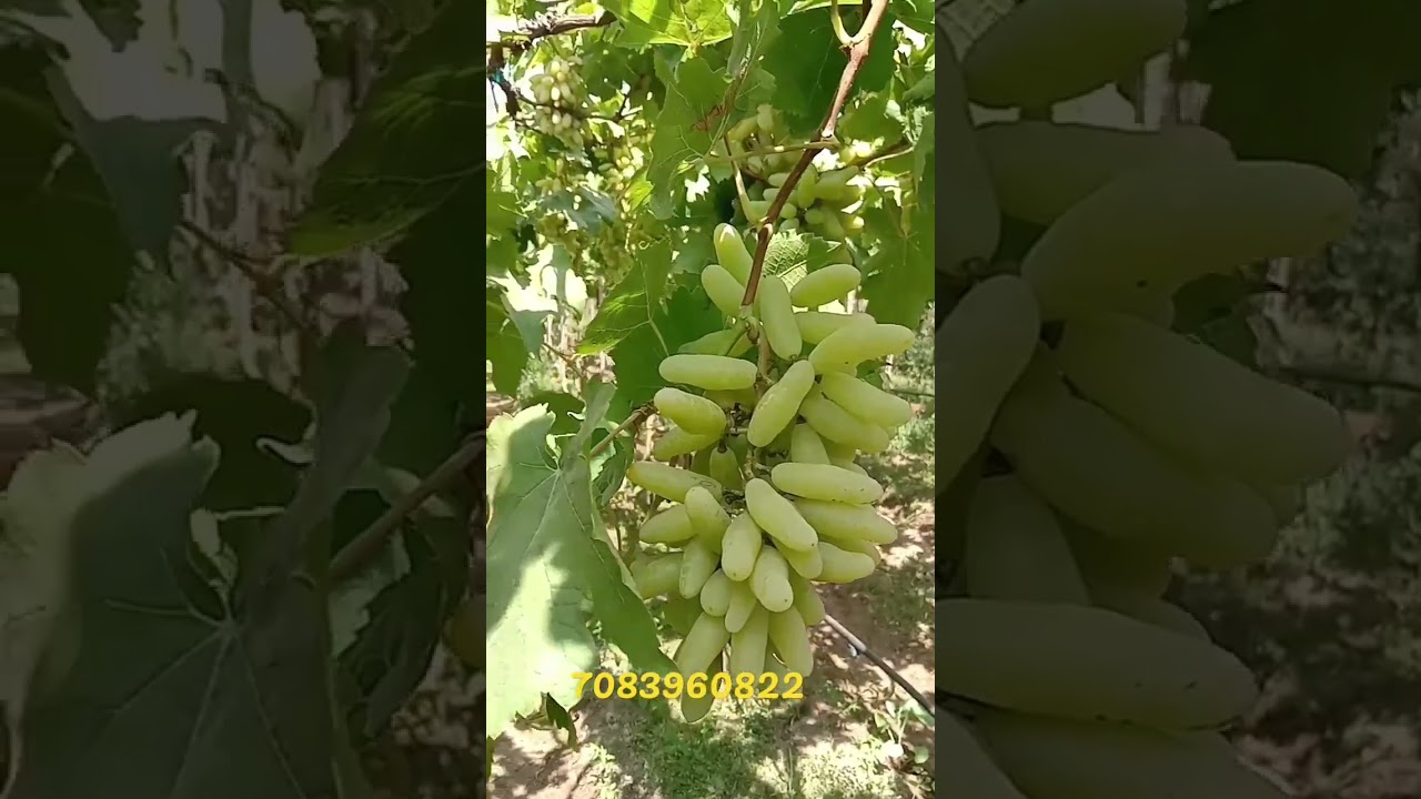 Nashik grapes super sonaka angur