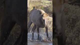 Elk splashing around! #elk #estespark