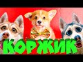 Нашли щенка КОРГИ!! ОН БУДЕТ ЖИТЬ С НАМИ!! (Хаски Бублик) Говорящая собака Mister Booble