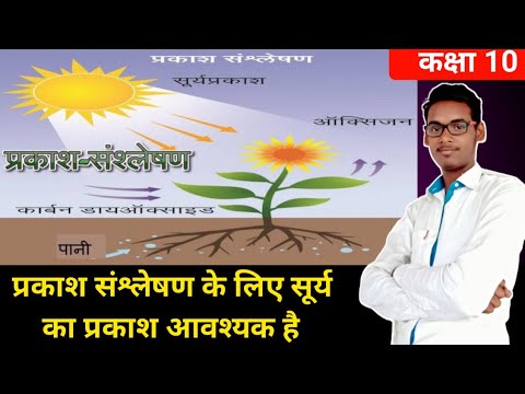 वीडियो: सूर्य का प्रकाश प्रकाश संश्लेषण को कैसे प्रभावित करता है?