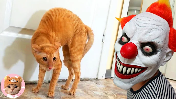 Watch the video about Cat On Halloween - Funny Pets Reaction Videos |Pet Galaxy