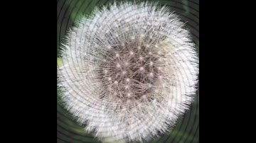 Fibonacci Spirals in a Dandelion #shorts