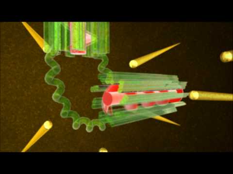 Video: Tại sao Centrioles chỉ có trong tế bào động vật?