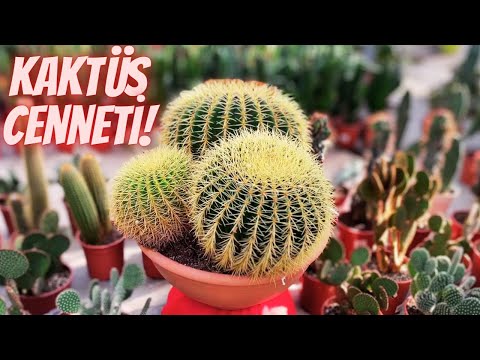 Video: Mammillaria Bilgileri - Mammillaria Kaktüs Bitkileri Yetiştirme Hakkında Bilgi Edinin