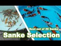 Best out of 20 Sanke KOI FISH Selection