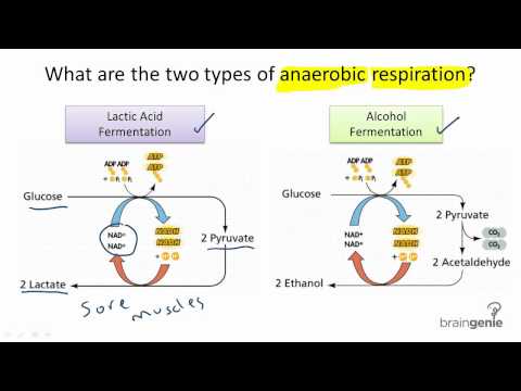 3.1.6 What are the two types of anaerobic respiration