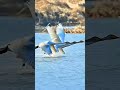 鸟类 野生动物 自然 #Birds Wildlife Nature