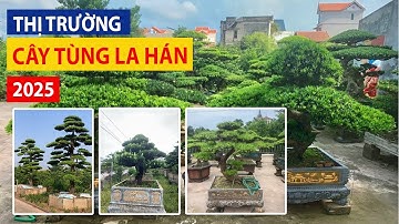 Thị Trường Cây Cảnh Tùng La Hán Năm 2025