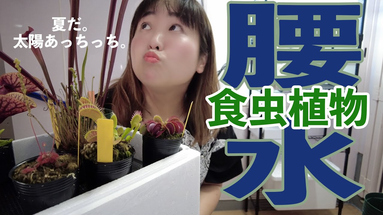 【食虫植物】真夏に熱くならない腰水装置を作ろう【栽培基本のキ！】