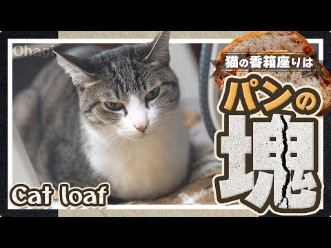 猫の香箱はパンの塊