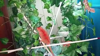 Panther Chameleon Enclosure/Cage Set Up