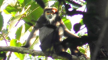 Douc langur - Voọc Chà Vá Quý Hiếm - Ua si hav zoov pom Ngaj, Lieb