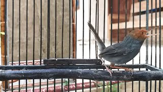 Download Lagu Prenjak Tamu Jantan FULL GACOR | Suara PIKAT Untuk pancingan burung pernjak agar cepat EMOSI BIRAHI MP3 Download Lagu Prenjak Tamu Jantan FULL GACOR | Suara PIKAT Untuk pancingan burung pernjak agar cepat EMOSI BIRAHI MP3