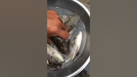 12fet lớn 1 vợt thả cáp chuyên rô phi #xiệtcá #kichcadientu #lithium