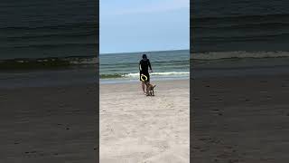 Our Malinois. While Charlie is afraid of the sea.Наш Малинуа.Пока Чарли боится моря