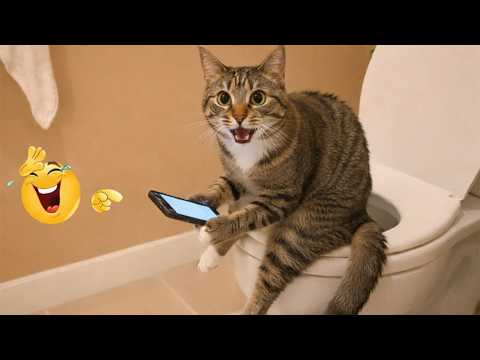 Best Of The Funny Animal Videos 😹🐶 Funniest Cat & Dog Moments Ever Recorded