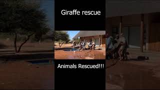 Giraffe rescue