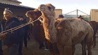 SAMARQAND V KATTAKURGON CHORVA MOL BOZORIDAN OT TOYLAR NARXLARI 07.04.24