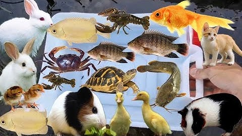 Bắt Các Con Vật Dễ Thương, Vịt Con Cá Cảnh, Mèo Dễ Thương, Thỏ, Cá Vàng, Koi, Cá Trê, Cá Lau Kiếng