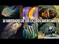 LAS 36 VARIEDADES DE LOS CÍCLIDOS AMERICANOS | AcuariosLP