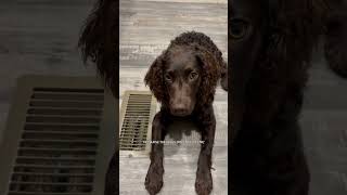 dont let daddy see this  #fyp #puppy #boykin #boykinspaniel #puppy