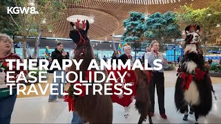 Therapy dogs, llama greet travelers during holiday week at PDX