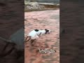 Born Hunter – Dog Searching Like a Pro! 🐕🔥 #dogs #greyhound #huntingdog #doghunting #animals #fast