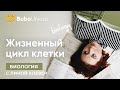 Жизненный цикл клетки. Видео 2 | БИОЛОГИЯ ЕГЭ | Лина Клевер