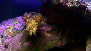 Cuttlefish eating a shrimp