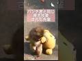 パンチ君と同じ育児放棄された先輩のおとめちゃん #がんばれパンチ #パンチくん #市川市動植物園