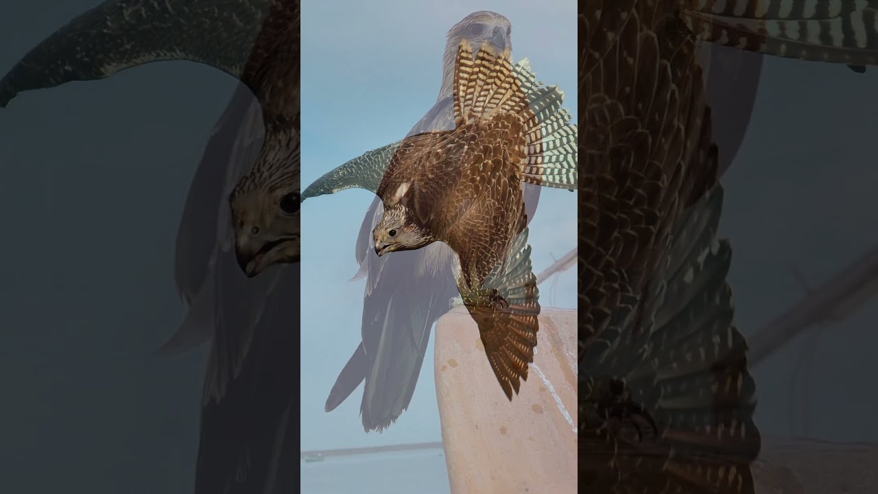  Falcon Feats Soaring Into The World Of Speedy Predators