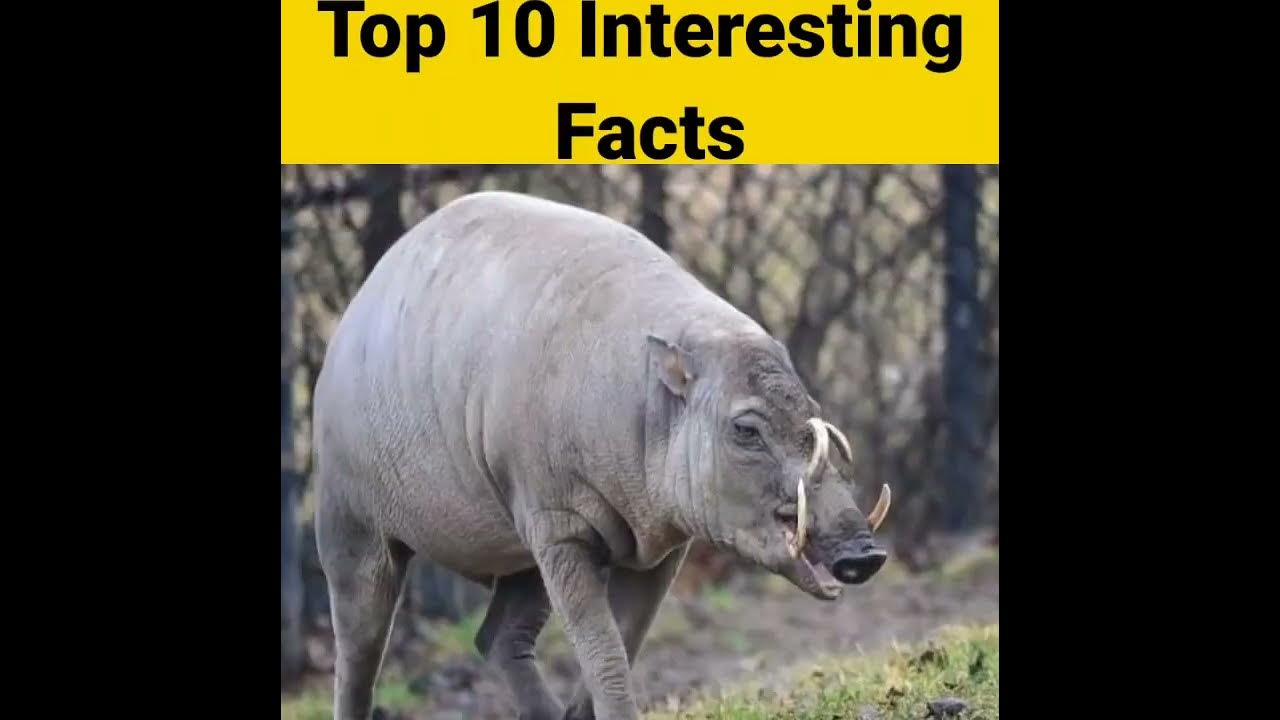 свинья бабирусса. баберусы животные. свинья бабирусса. сулавесская бабирусса. свинья бабирусса.