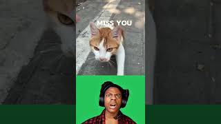 This Lonely Cat Broke My Heart ❤️ #cat