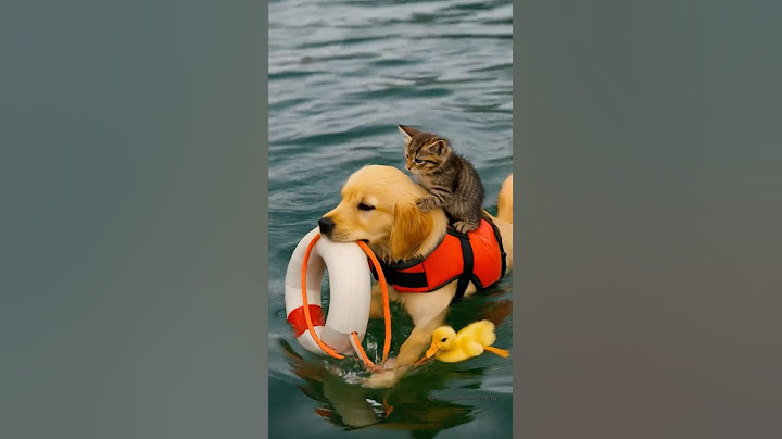 Unbelievable Rescue! Brave Dog Saves a Kitten from Drowning