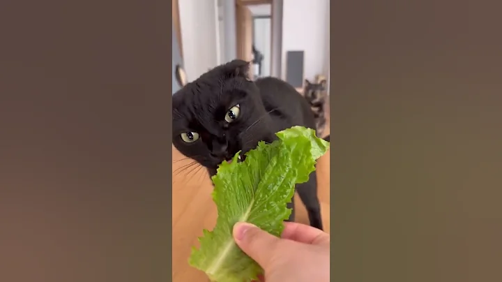 Video 3211: british shorthair tabby cat, british shorthair silver tabby, cat house british shorthair, british blue shorthair cat, beautiful british shorthair cat, cat lovers beautiful, cat eating, black cat