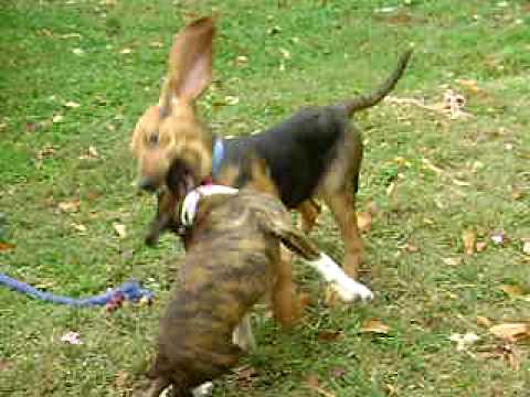 Abbie and Rosco Playing for first time