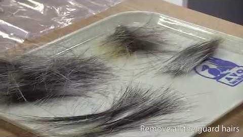 How to Remove Porcupine Quills