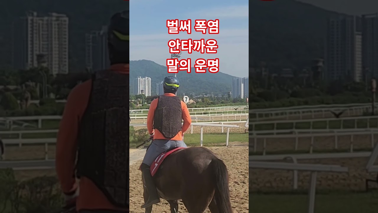 벌써폭염! 안타까운 말의 운명