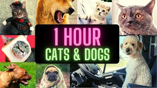 🤣🤣🤣 1 Hour of Funny Cats and Dogs Videos Compilation 🤣🤣🤣 Cute and Funny Animals 🤣🤣🤣 by Cute and Funny Animals 213 views 2 years ago 1 hour, 11 minutes