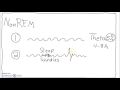 Neuroscience - Sleep Cycle EEG