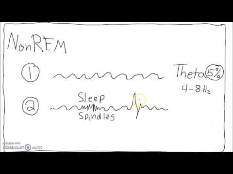 Neuroscience - Sleep Cycle EEG