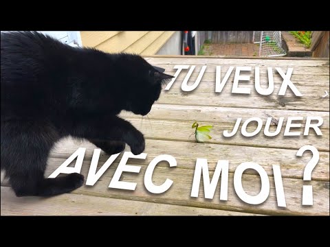 TU VEUX JOUER AVEC MOI ? - PAROLE DE CHAT