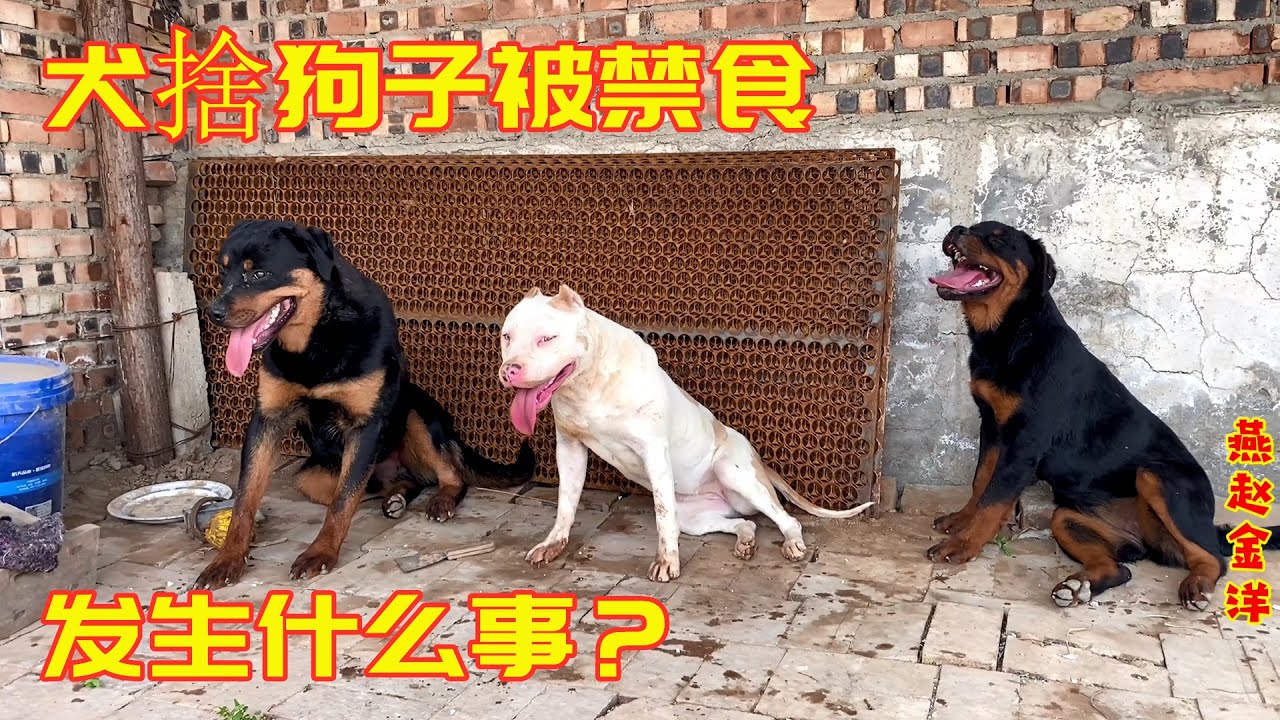 犬舍发生了啥？所有狗禁食一天，主人说出实情铲屎官也不好当