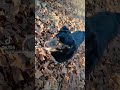 Rottie Love #junkyardbarbie #rottweiler #subscribe