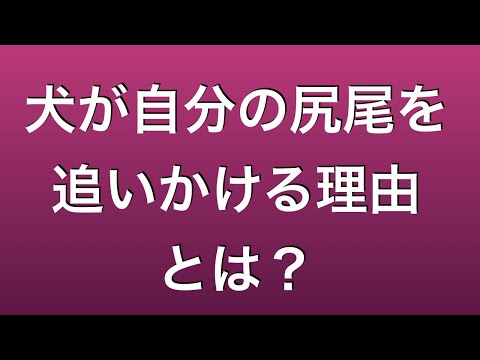 犬が自分の尻尾を追いかけるのはストレスが溜まっているからだ！