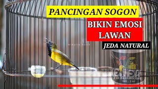 MASTERAN SOGON GACOR FULL ISIAN NEMBAK-NEMBAK - SOGON SULAWESI