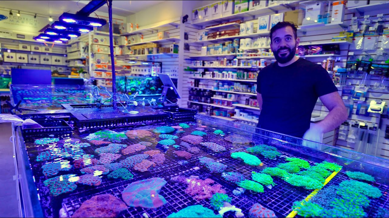 Ultimate Fragbox Coral Store Tour YouTube