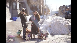 Pack Features w/ TinyHorse: Urban Dog Life with Bark Buddies Toronto by TinyHorse 181 views 2 years ago 1 minute, 1 second